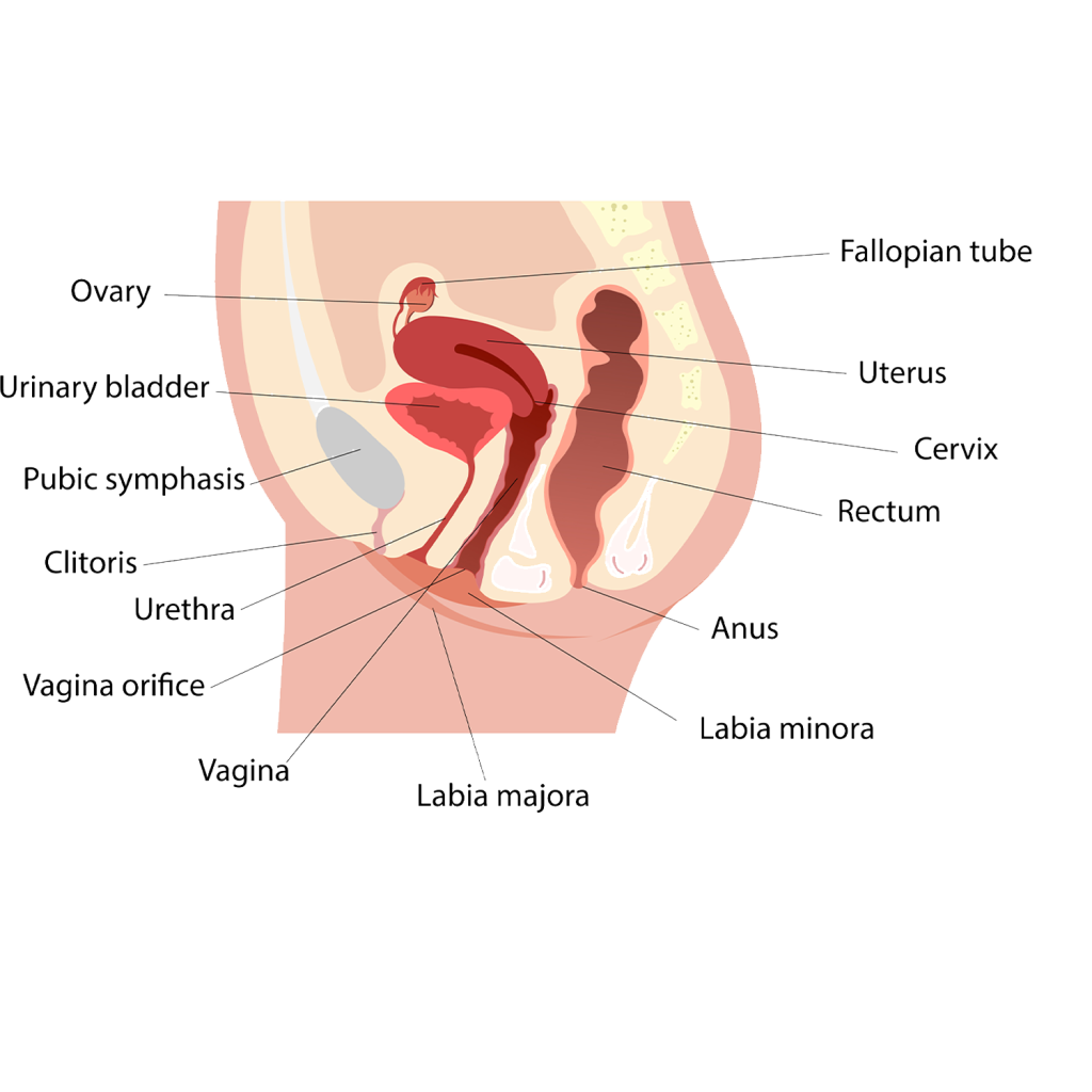 pelvic pelvic